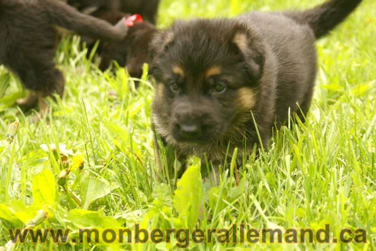 Premiere sortie des chiots